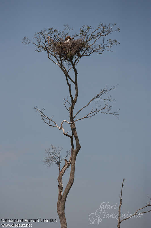 Tawny Eagle, Reproduction-nesting