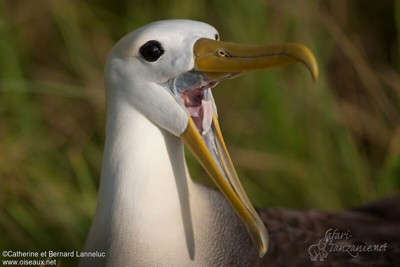 Albatros des Galapagosadulte, portrait, chant