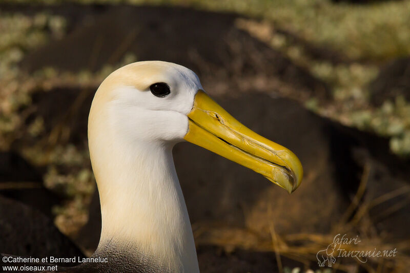 Waved Albatross, close-up portrait