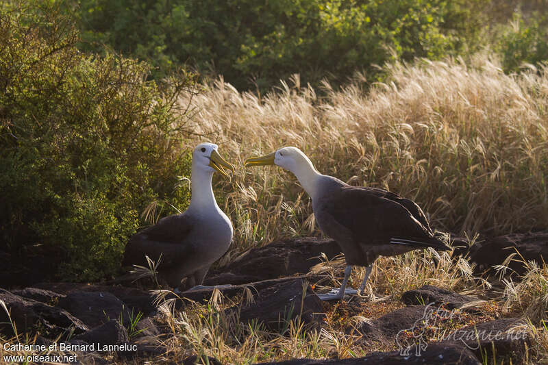 Waved Albatrossadult, Reproduction-nesting, Behaviour