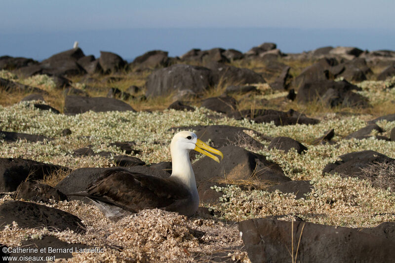 Waved Albatrossadult, habitat, Reproduction-nesting