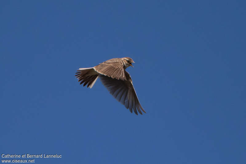 Eurasian Skylarkadult, Flight, song