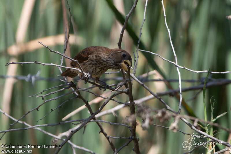 Thick-billed Weaver female adult, Reproduction-nesting