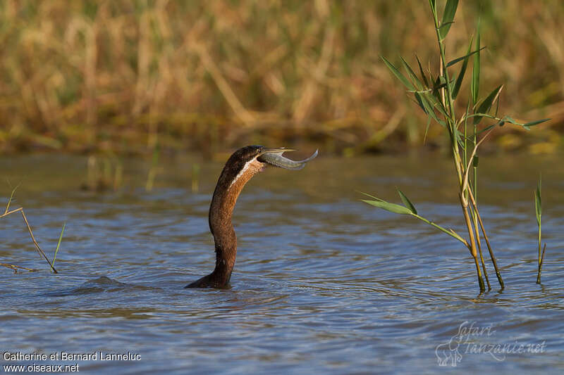 Anhinga d'Afriqueadulte, pêche/chasse, Comportement