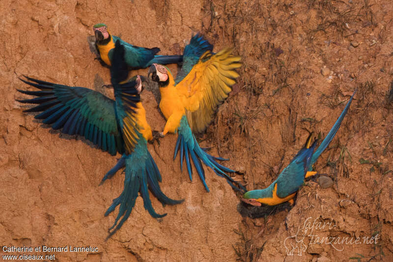 Blue-and-yellow Macawadult, Behaviour