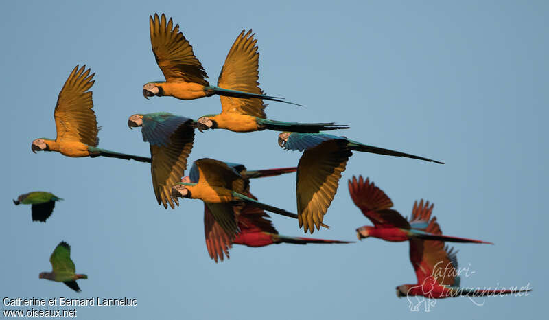 Blue-and-yellow Macaw, pigmentation, Flight, Behaviour
