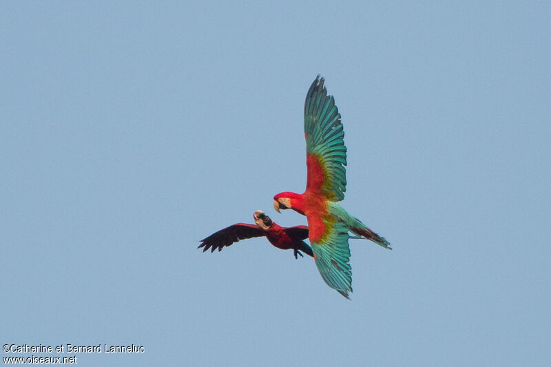 Red-and-green Macawadult, Behaviour