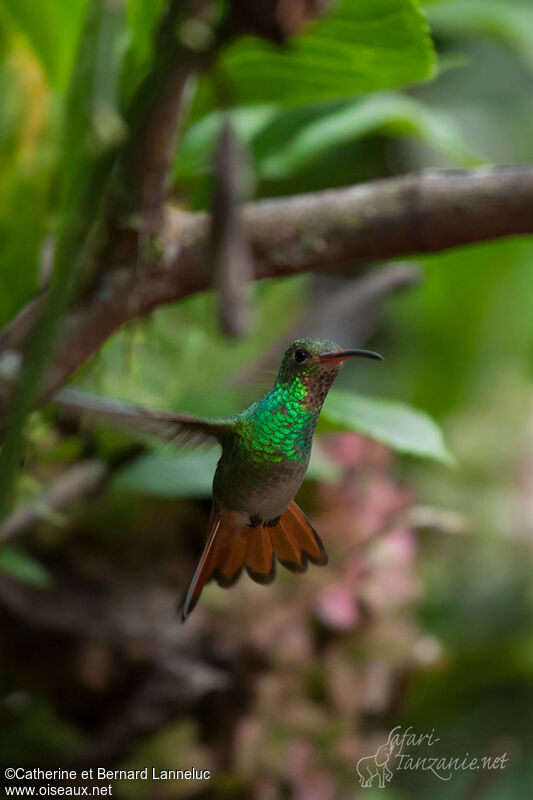 Rufous-tailed Hummingbird female adult, Flight