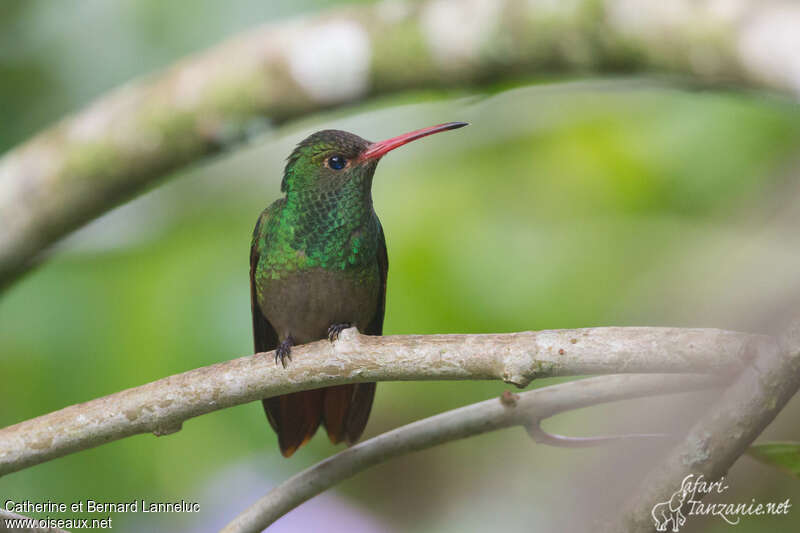 Rufous-tailed Hummingbird male adult, close-up portrait