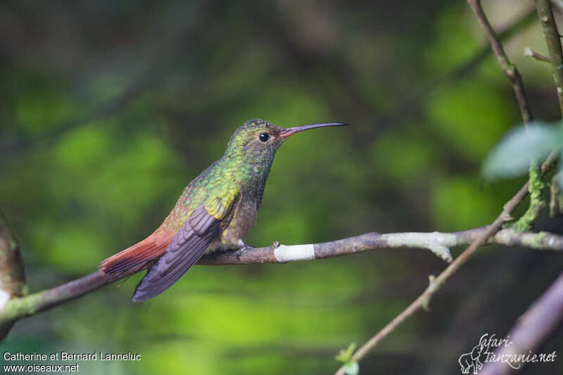 Rufous-tailed Hummingbird female adult, identification