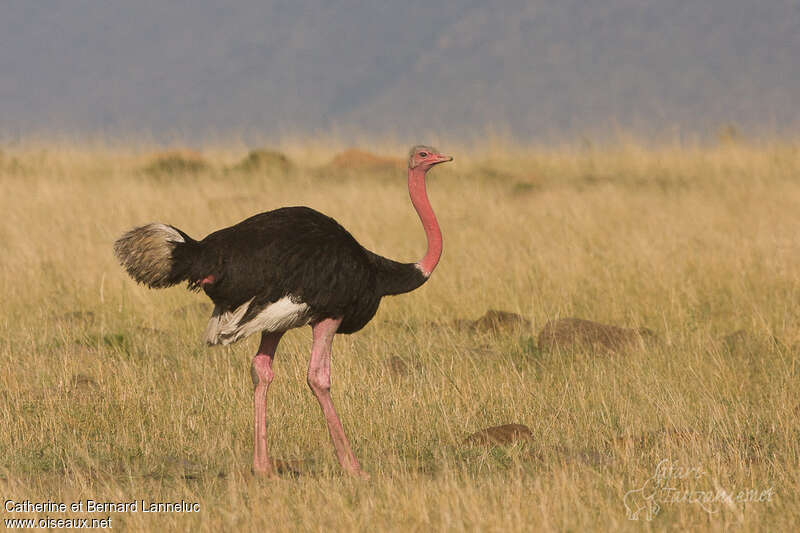 Common Ostrich male adult breeding, identification