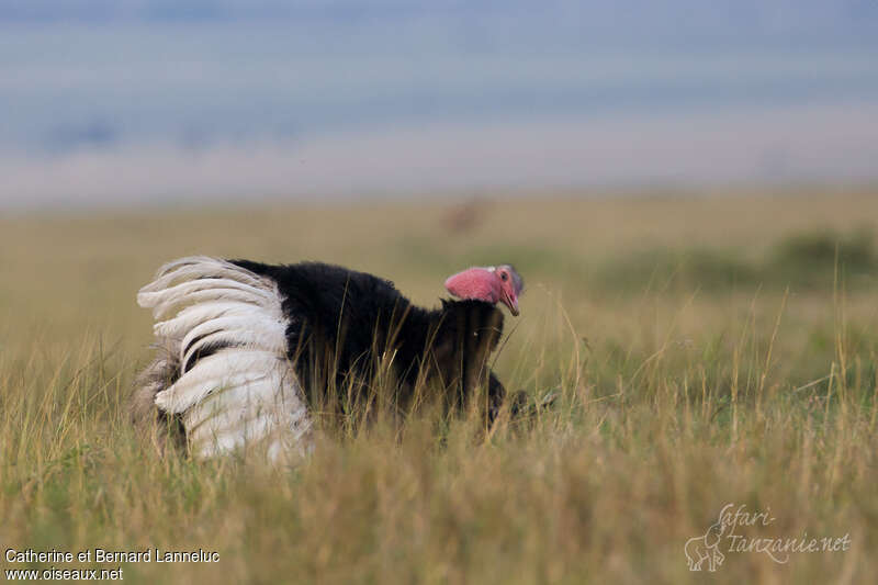 Common Ostrich male adult breeding, pigmentation, courting display, Behaviour