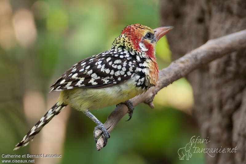 Red-and-yellow Barbet male adult, identification