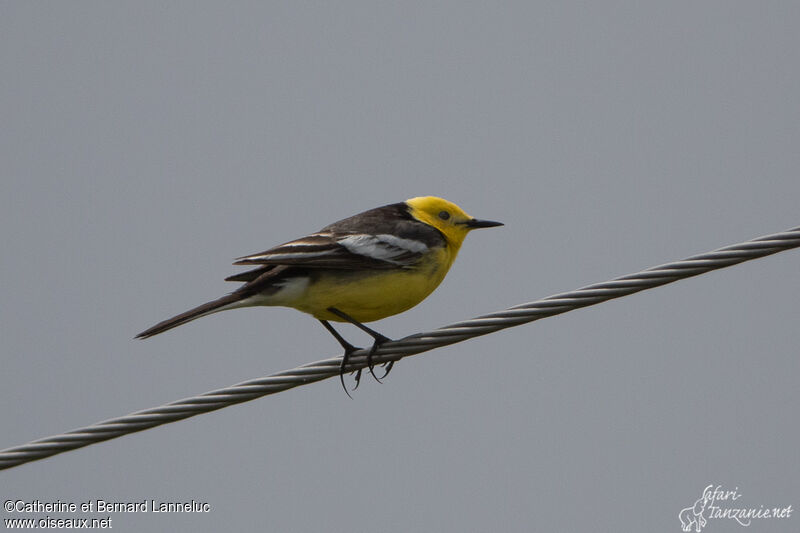 Citrine Wagtail male adult breeding, identification