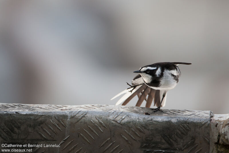 African Pied Wagtailadult, care, Behaviour