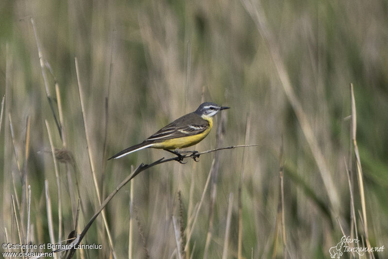 Western Yellow Wagtailadult, identification