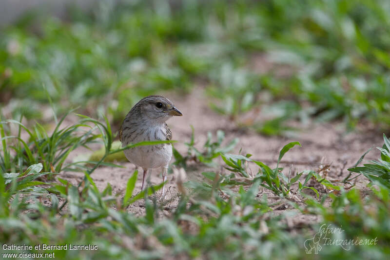 Yellow-browed Sparrowjuvenile, identification