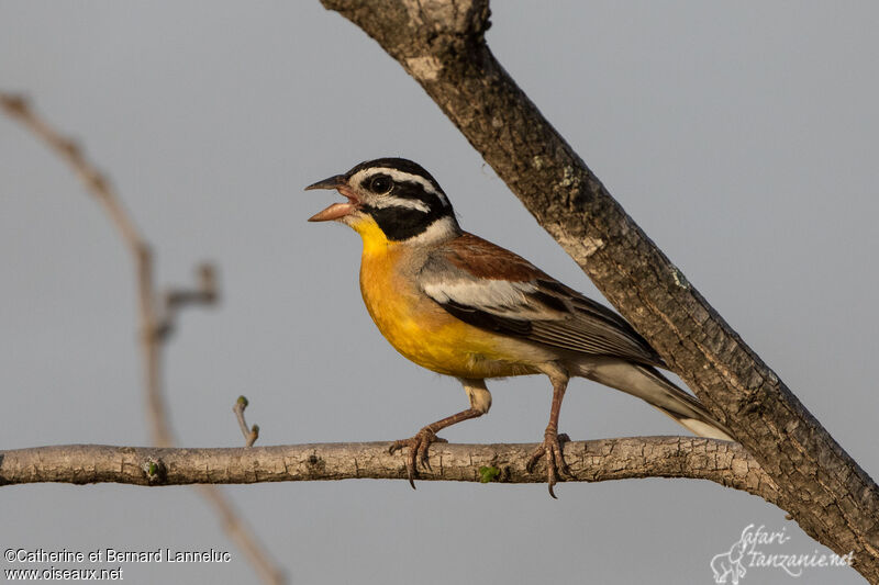 Golden-breasted Bunting male adult, identification