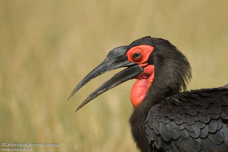 Southern Ground Hornbill male adult, close-up portrait