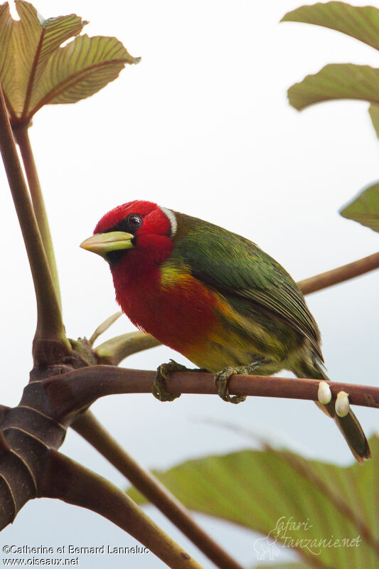 Red-headed Barbet male adult, identification