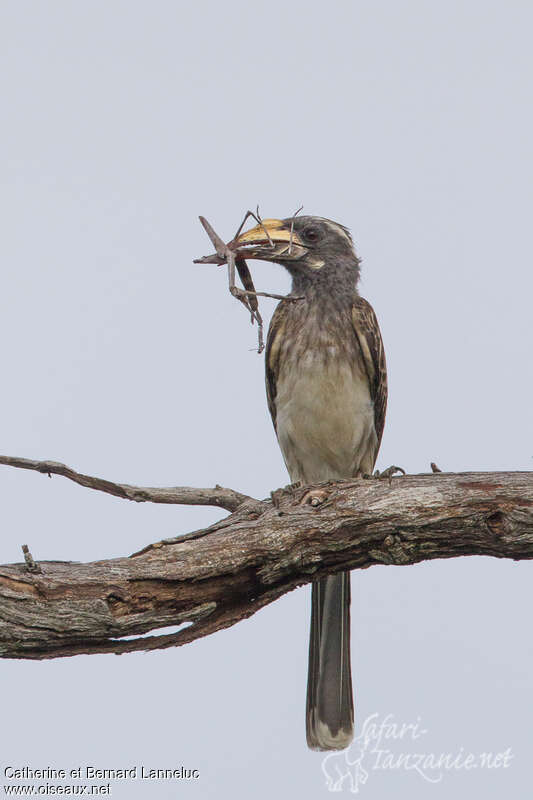 African Grey Hornbill female adult, feeding habits
