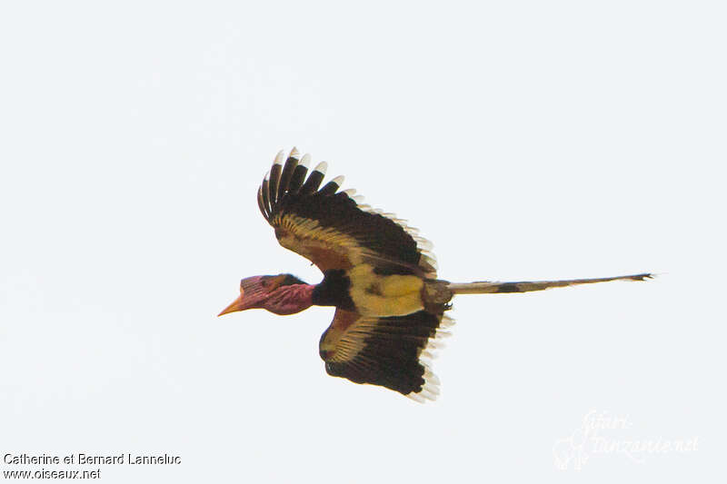 Helmeted Hornbill male adult, identification