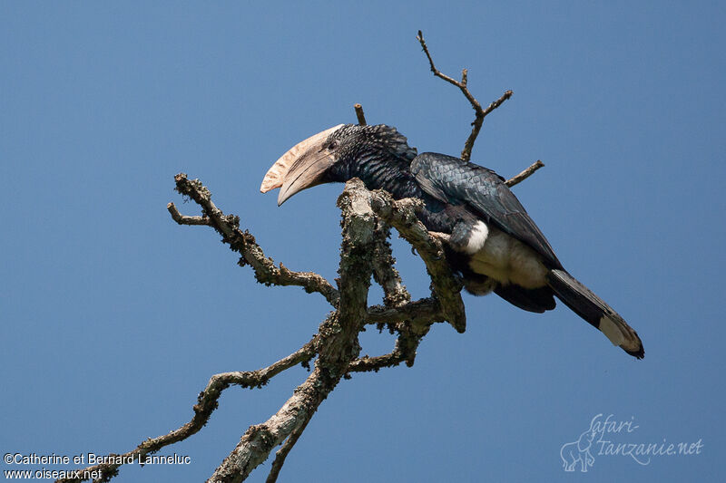Silvery-cheeked Hornbill male adult, identification