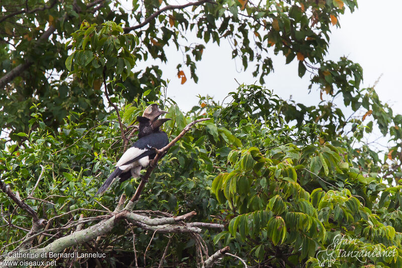Black-and-white-casqued Hornbill male adult, habitat