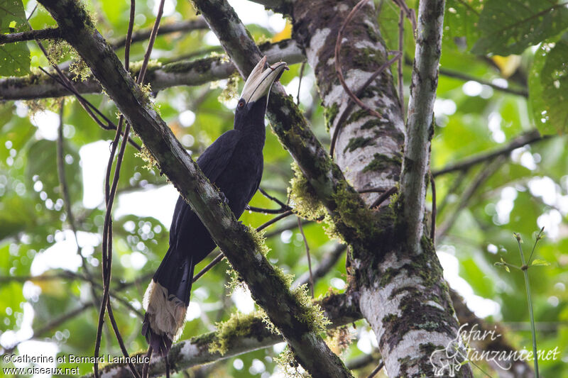 Black Hornbill male adult, habitat, feeding habits, fishing/hunting