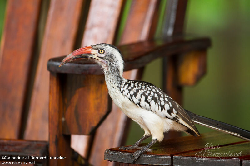 Southern Red-billed Hornbill male adult