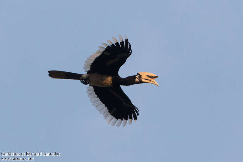 Oriental Pied Hornbill male adult, Flight