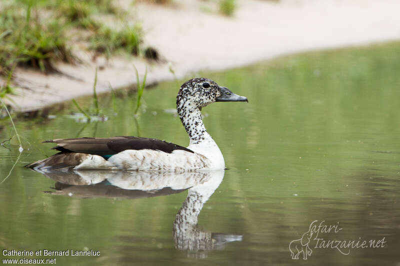 Knob-billed Duck female adult, pigmentation, swimming