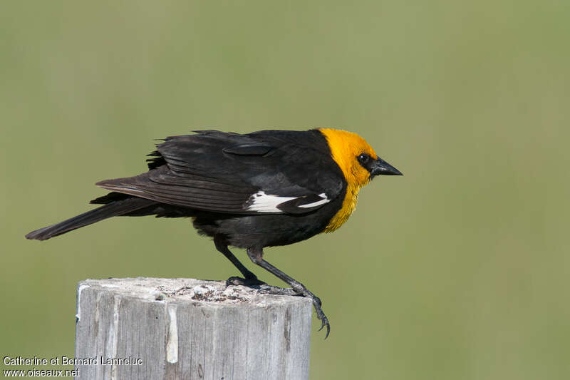 Yellow-headed Blackbird male adult, identification
