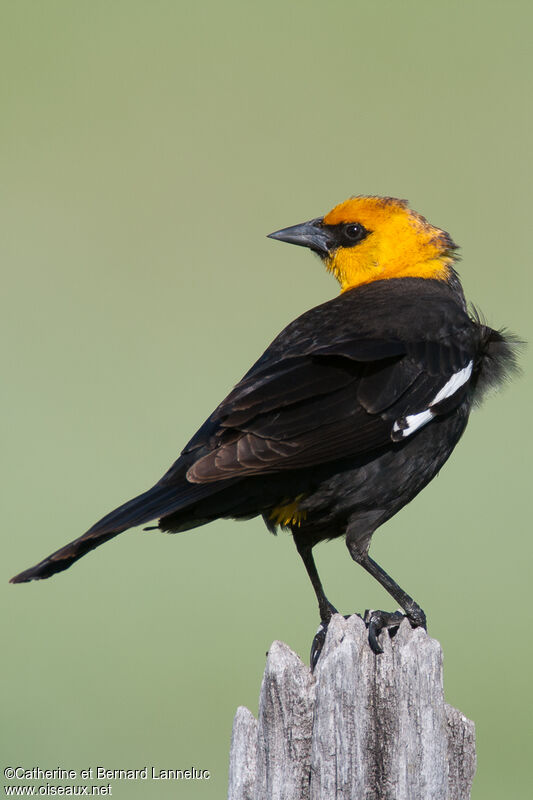 Yellow-headed Blackbirdadult, Behaviour