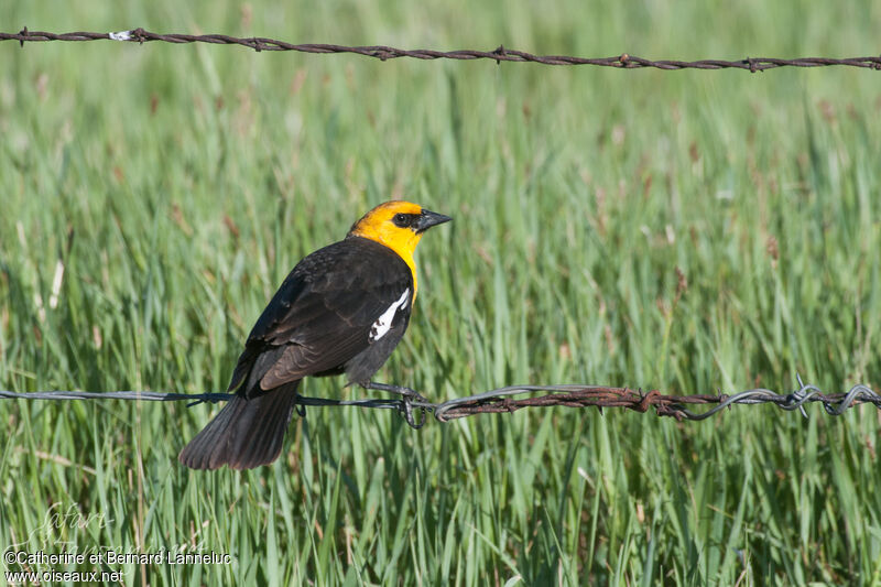 Yellow-headed Blackbirdadult, identification