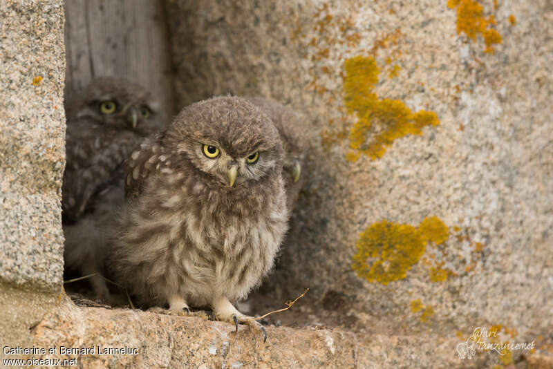 Little Owljuvenile, Reproduction-nesting