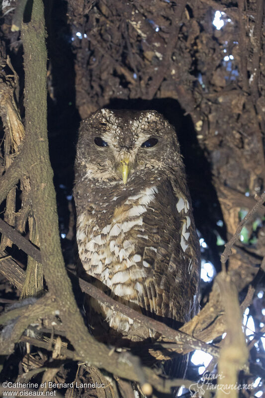 African Wood Owlimmature, identification
