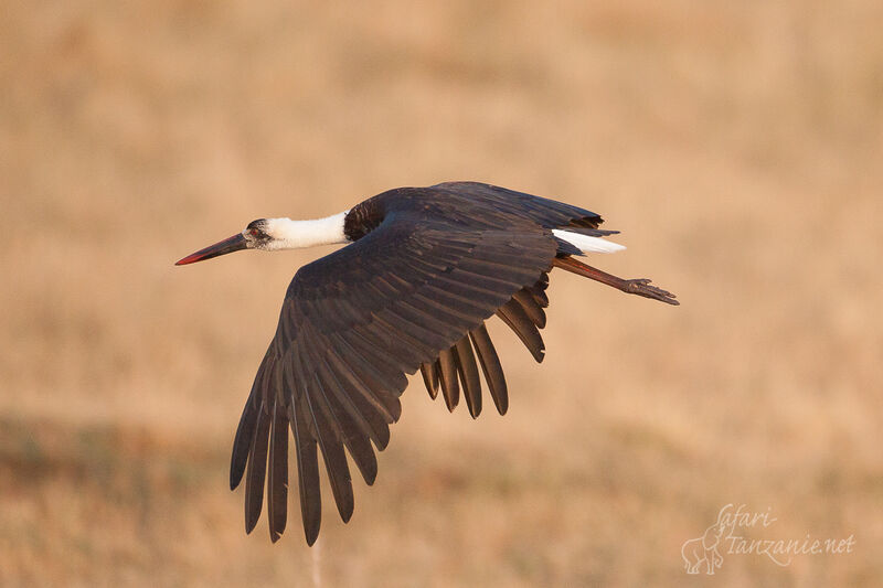 Woolly-necked Storkadult, Flight