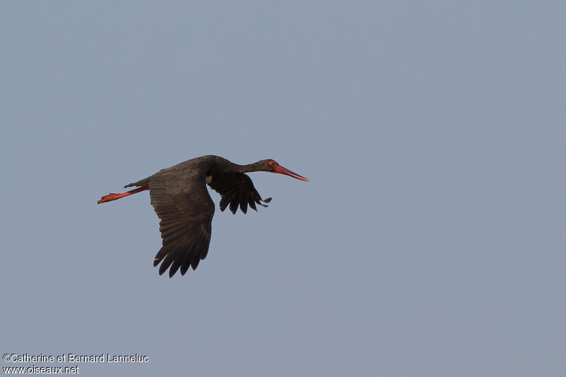 Black Stork, Flight