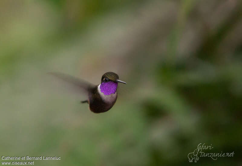 Purple-throated Woodstar male adult, close-up portrait, Flight