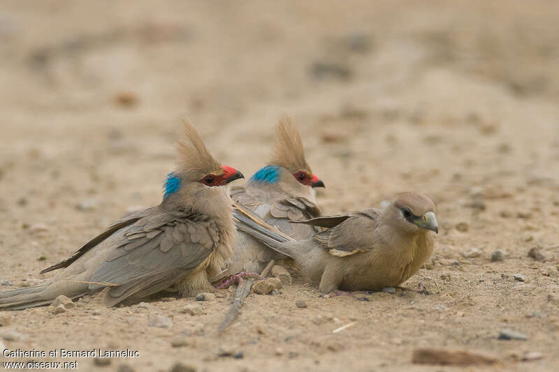 Blue-naped Mousebird, care, Behaviour