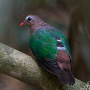 Common Emerald Dove