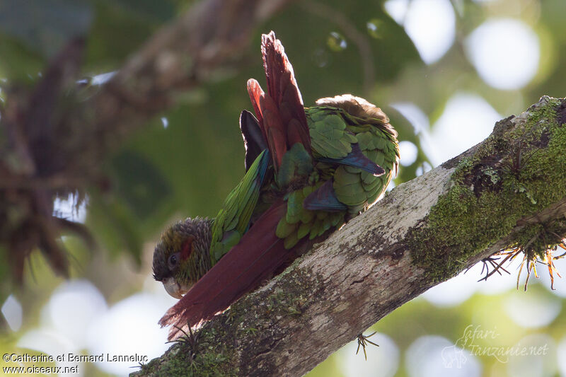 Blood-eared Parakeet , Reproduction-nesting, Behaviour