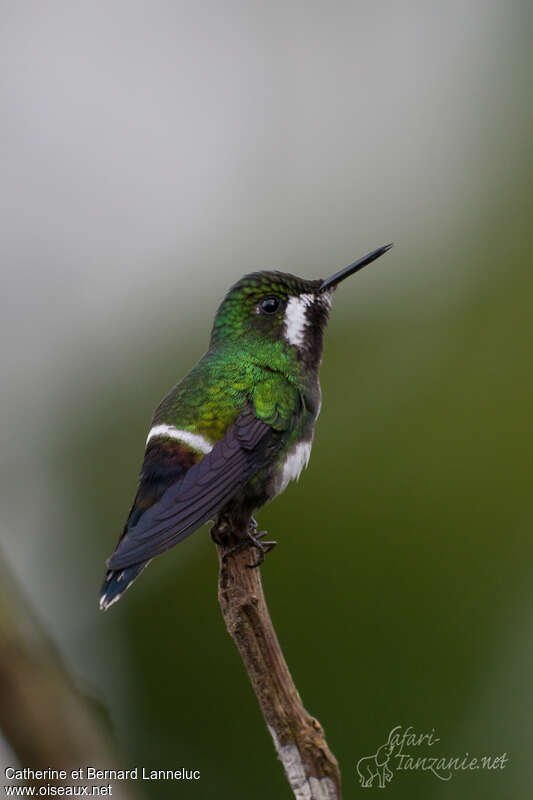 Green Thorntail female adult, identification