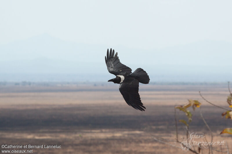 Pied Crow, Flight