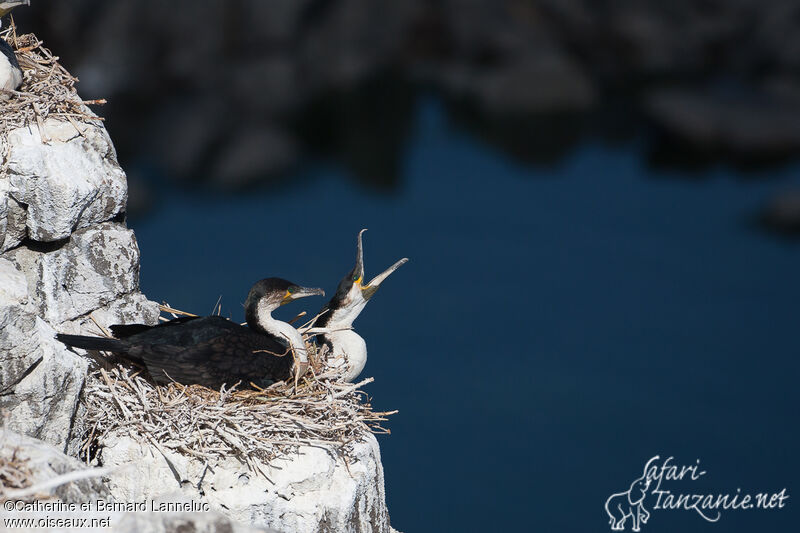 White-breasted Cormorantadult, Reproduction-nesting