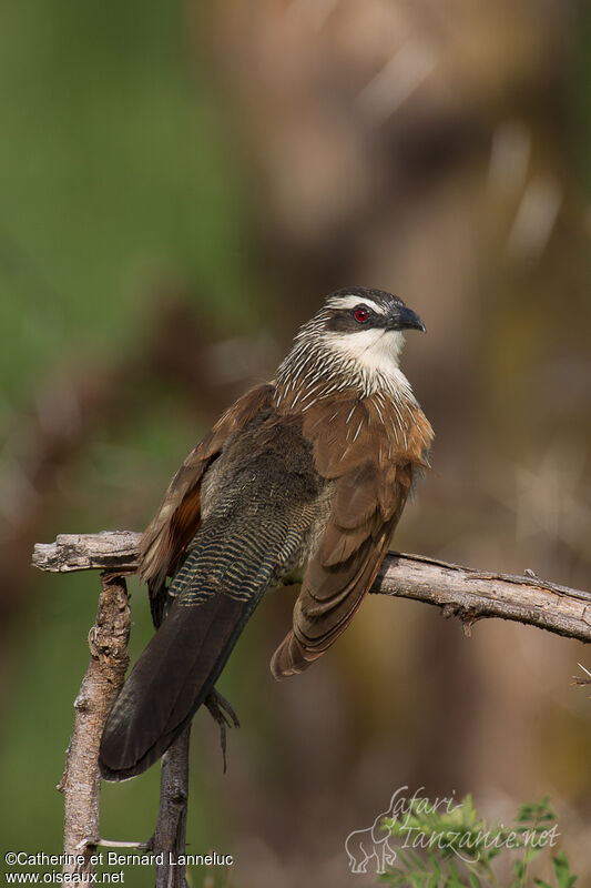 White-browed Coucaladult, aspect