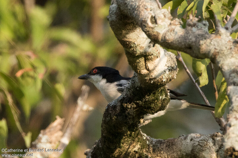 Black-backed Puffbackadult