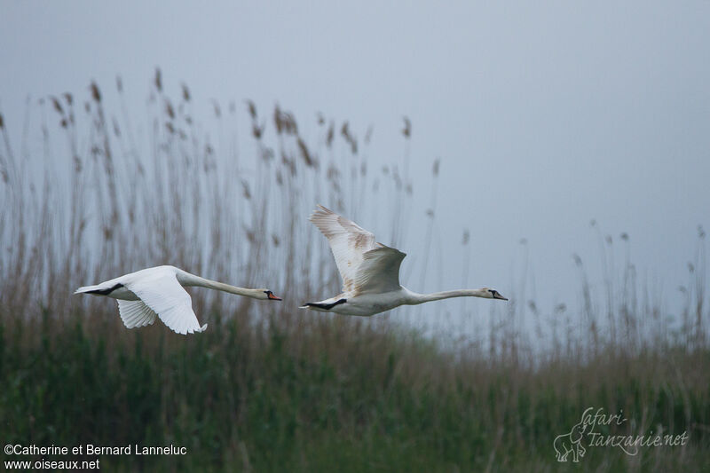 Mute Swan, habitat, Flight