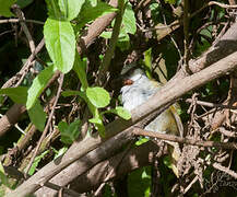 Grey-capped Warbler